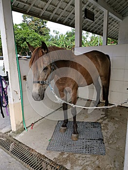 A brown mature pony photo