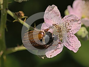 Brown maybug on a blackberry flower