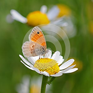 Brown meadow butterfly on a daisy flower