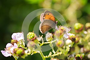 Brown meadow butterfly Maniola jurtina feeding nectar