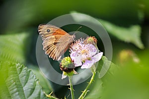 Brown meadow butterfly Maniola jurtina feeding nectar