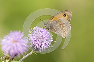 Brown meadow (Maniola jurtina) feeding on Thistle flowers