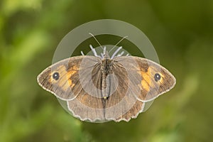 Brown meadow (Maniola jurtina) feeding on Thistle flowers