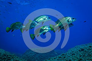 Brown meagre in mediterranean sea