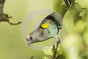 Brown (Meyer's) Parrot, Upside-down