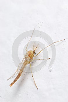 Brown Midge photo