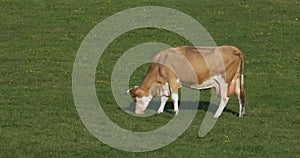 Brown milk cow grazing on green grass at farm grassland