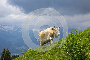 Brown milk cow in a meadow of grass and wildflowers in alps