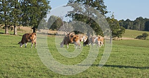 Brown milk cows grazing on green grass at farm grassland