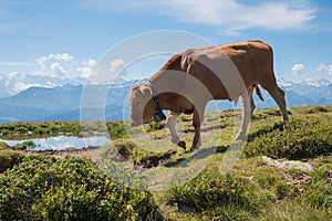 Brown milker cow against mountain range Berner Alps, alpine pasture