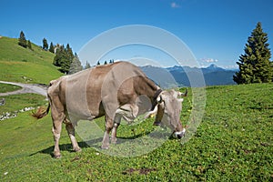Brown milker grazing on a mountain pasture