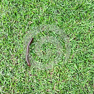 Brown millipede crawls on green grass