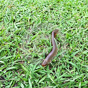 Brown millipede crawls on green grass