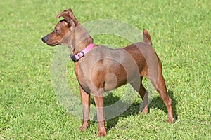 Brown miniature pinscher in the grass, lateral view. photo