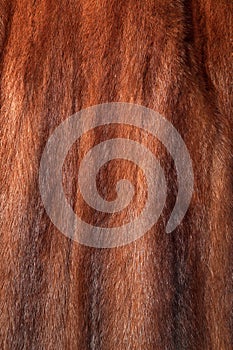 Brown mink fur texture or background