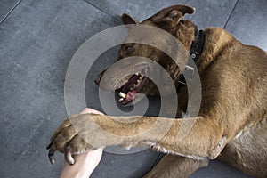 Brown mixed breed dog close up portrait