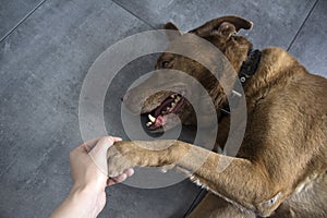 Brown mixed breed dog close up portrait