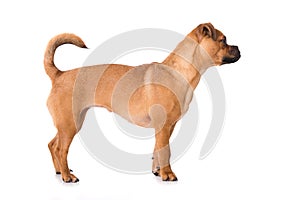 Brown mixed breed dog isolated