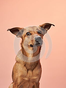 A brown mixed-breed dog with one ear perked and one ear flopped