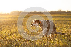 Brown-mixed dog pooping at huge field during lovely sunset, poop