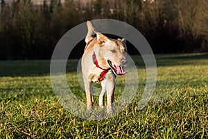 Brown mixed dog