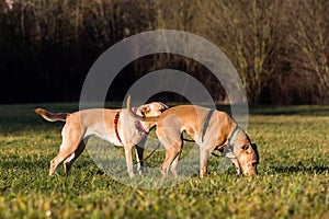 Brown mixed dog