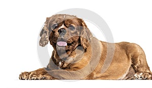 Brown mixedbreed dog lying isolated