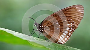 brown monarch butterfly on leaf, macro photo of this elegant and delicate Lepidoptera