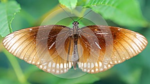 brown monarch butterfly resting on a leaf, wings wide open, a gracious and fragile lepidoptera insect famous for its migration 