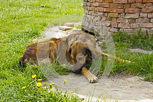 Brown mongrel brown dog