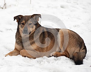 Brown mongrel dog lies in snow