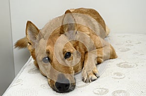 Brown mongrel dog lying on a bed