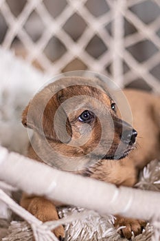 Brown mongrel puppy lies in a wicker chair and looks with sad eyes