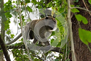 Brown monkey clinging on tree