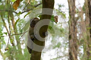 Brown monkey walking in a park