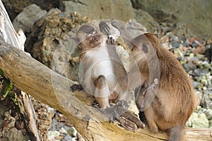 Brown monkey mother finding insect for her baby