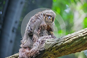 Brown monkey saki sitting on branch