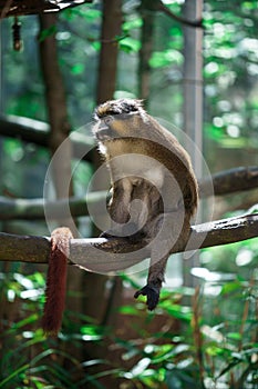 a brown monkey sitting on top of a tree branch next to leaves