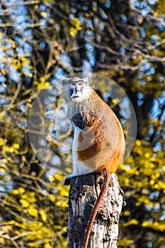 Brown monkey sitting on the wood