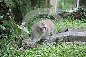 Brown monkey walks the park, Close-up monkey select focus, Asian monkeys.