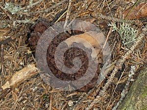 Brown morel mushroom in the mountains