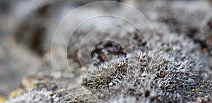 Brown moss photo