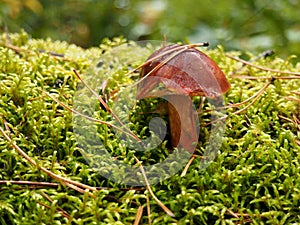 Brown mossiness mushroom