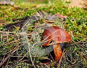 Brown mossiness mushroom