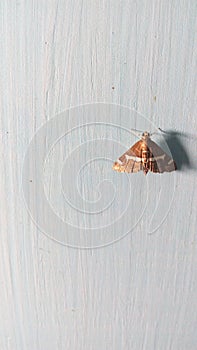 Brown Moth Resting on a Blue Wall