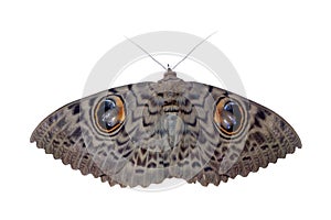 Brown moth with eyes on wings or night butterfly isolated on white background