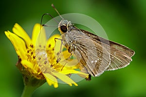 Brown moth feeding on nectar