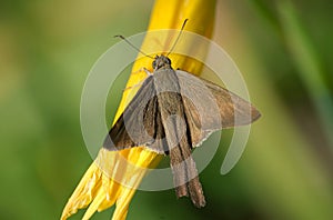 Brown moth on flower