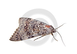 Brown moth isolated on white background
