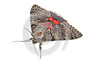 Brown moth isolated on white background